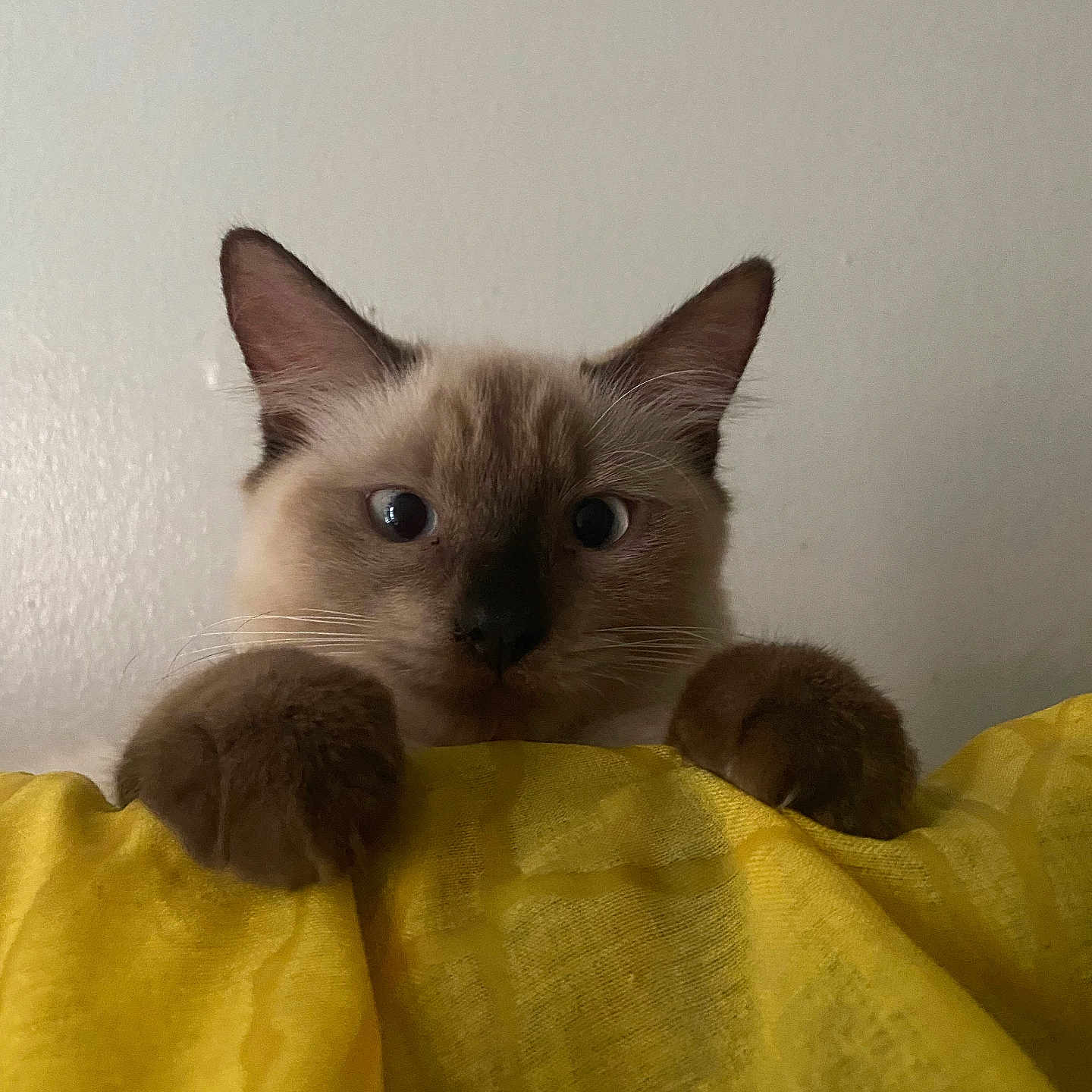 Señorita Butterball is registered to the contest to win money with this photo: abyssinian, animal, cat, kitten, manx, pet, rat, rodent, siamese