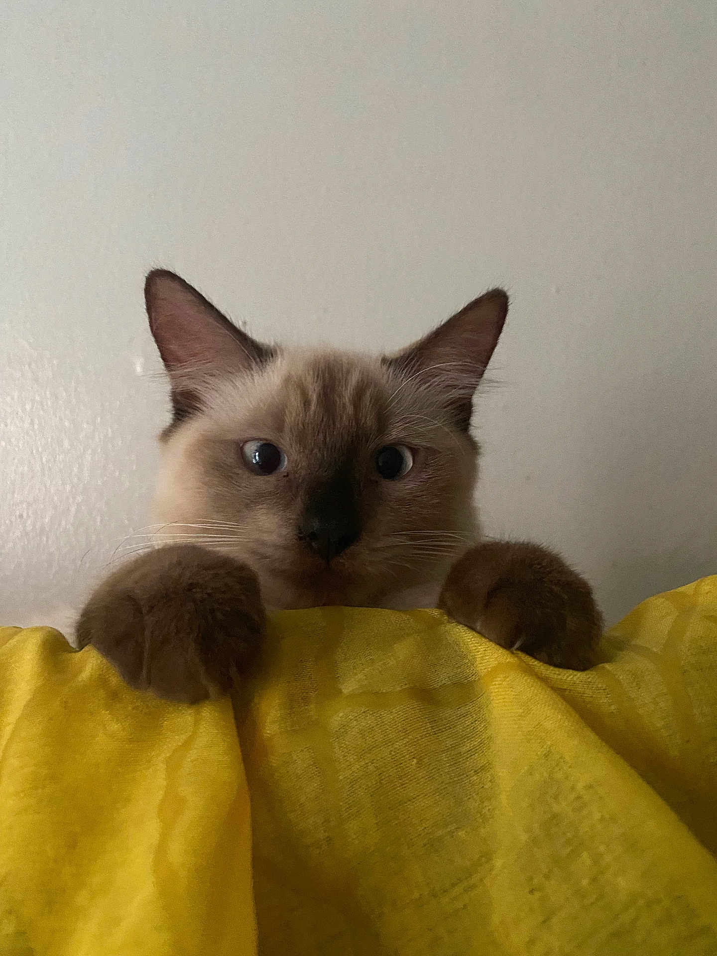 Señorita Butterball is registered to the contest to win money with this photo: abyssinian, animal, cat, kitten, manx, pet, rat, rodent, siamese