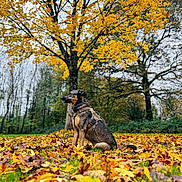 Rixie participe au concours pour gagner de l'argent avec cette photo : dog, autumn, fall_leaves, tree, outdoor, nature, canine, park, seasonal, yellow_leaves, brown_leaves, green_grass, animal, forest, sitting, daylight, scenic, majestic, harness, vibrant_colors