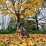 dog, autumn, fall_leaves, tree, outdoor, nature, canine, park, seasonal, yellow_leaves, brown_leaves, green_grass, animal, forest, sitting, daylight, scenic, majestic, harness, vibrant_colors