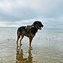 dog, beach, water, reflection, cloudy_sky, wet_sand, harness, animal, outdoor, canine, sea, shore, happy, standing, nature, pet, daytime, muzzle, fur, landscape
