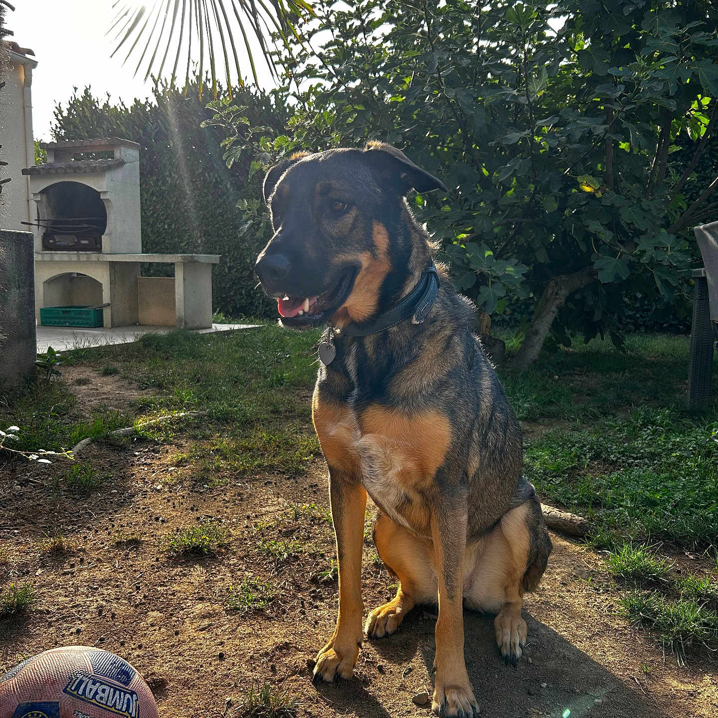 Rixie a rejoint le concours — aidez-le/la à gagner de superbes lots ! animal, barbecue, canine, collar, dog, fence, garden, grass, happy, leisure, nature, outdoor, pet, play, shadow, soccer_ball, summer, sunlight, tree, yard