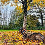 dog, autumn, fall_leaves, tactical_harness, outdoor, nature, tree, grass, yellow_leaves, brown_leaves, canine, park, seasonal, forest, relaxed, animal, mammal, scenery, daytime, overcast