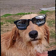 Loustic a rejoint le concours — aidez-le/la à gagner de superbes lots ! dog, sunglasses, outdoor, grass, pavement, animal, pet, brown_fur, canine, closeup, portrait, cool, casual, reflection, hand, fur, scruffy, summer, nature, cute