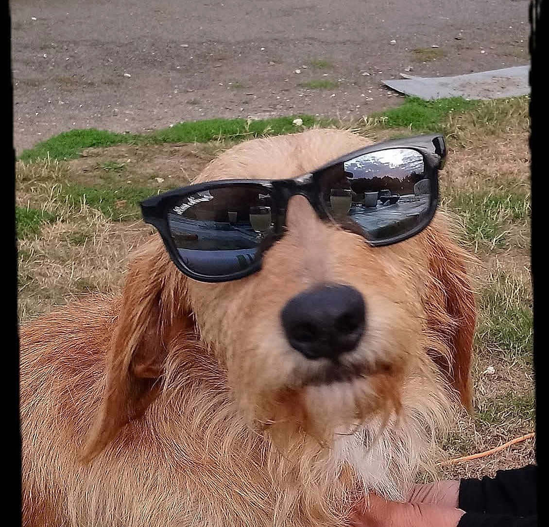 Loustic a rejoint le concours — aidez-le/la à gagner de superbes lots ! dog, sunglasses, outdoor, grass, pavement, animal, pet, brown_fur, canine, closeup, portrait, cool, casual, reflection, hand, fur, scruffy, summer, nature, cute
