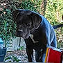 dog, black_dog, outdoor, plants, concrete_wall, books, stack_of_books, curious, animal, pet, nature, greenery, leaves, daylight, mammal, canine, standing, fur, tail, background