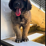 Urielle Ange a rejoint le concours — aidez-le/la à gagner de superbes lots ! puppy, dog, tongue_out, fluffy, pet, young_dog, stairs, sunlight, outdoor, window_sill, happy, curious, canine, fur, animal, portrait, playful, cute, paw, ledg