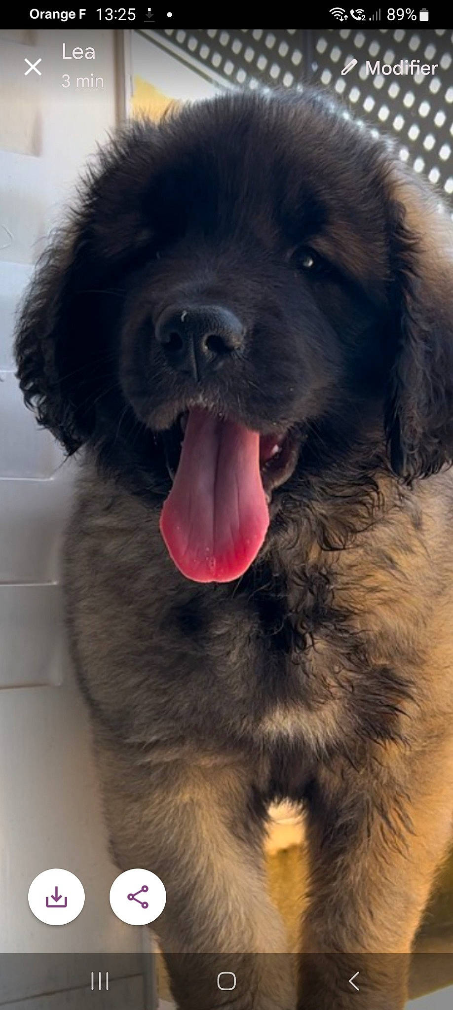 Urielle Ange participe au concours pour gagner de l'argent avec cette photo : borador, canidae, carnivore, companion_dog, dog, dog_breed, fang, fur, giant_dog_breed, jaw, liver, paw, retriever, snout, sporting_group, terrestrial_animal, tongue, whiskers, working_animal, working_dog