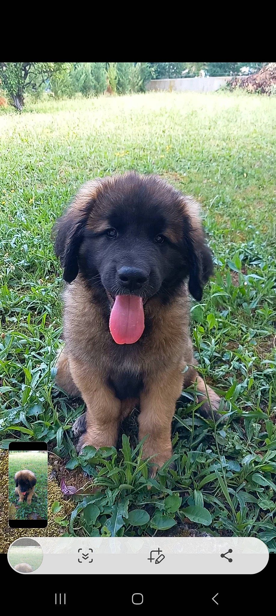 Urielle Ange participe au concours pour gagner de l'argent avec cette photo : ancient_dog_breeds, canidae, carnivore, companion_dog, dog, dog_breed, grass, herbaceous_plant, liver, plant, snout, sporting_group, terrestrial_animal, working_animal, working_dog