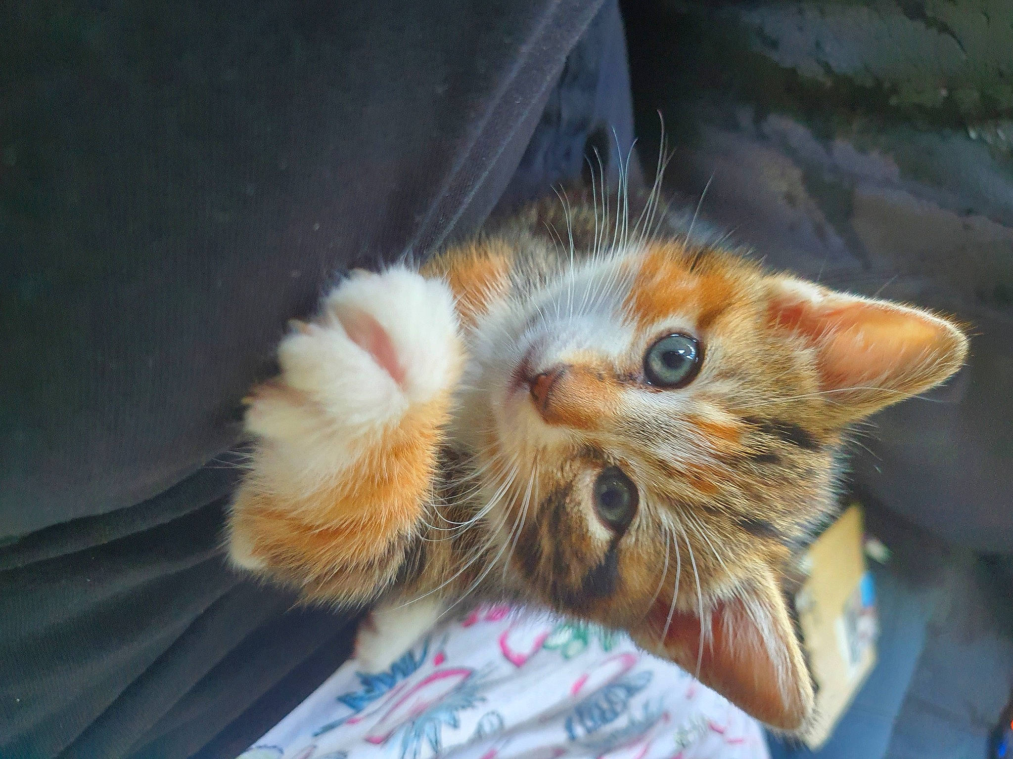 Jaffa joined the competition — help win amazing prizes! carnivore, cat, claw, comfort, domestic_short_haired_cat, ear, fawn, felidae, fur, gesture, nap, paw, sleep, small_to_medium_sized_cats, snout, tail, whiskers, window