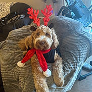 Kashmir joined the competition — help win amazing prizes! dog, pet, antlers, scarf, blanket, cozy, indoor, living_room, furniture, holiday, festive, decor, cute, brown, fur, canine, relaxed, comfort, christmas, accessory