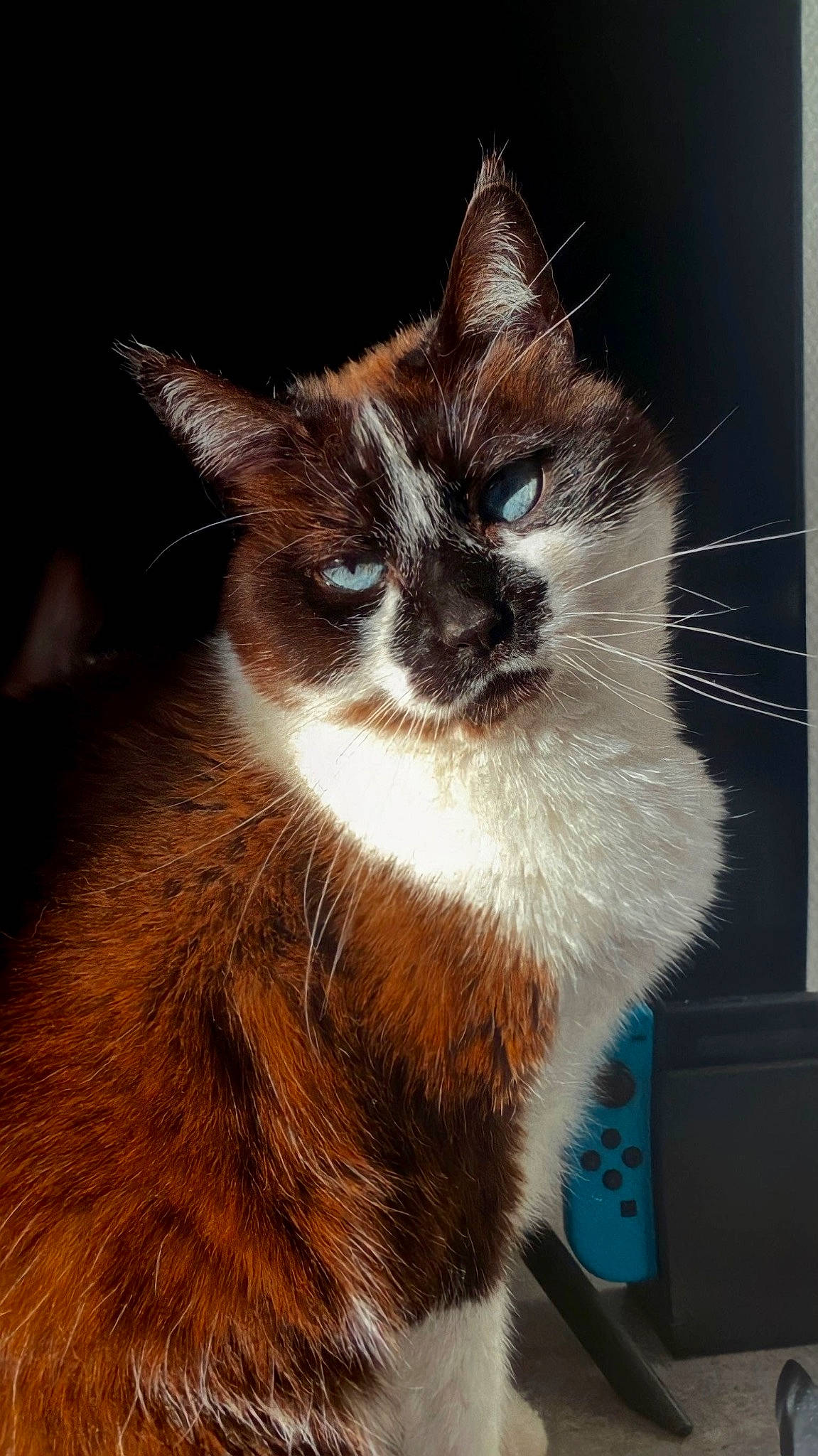 Iona a rejoint le concours — aidez-le/la à gagner de superbes lots ! carnivore, cat, domestic_short_haired_cat, felidae, fur, paw, small_to_medium_sized_cats, snout, tail, whiskers, window