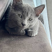 Nala participe au concours pour gagner de l'argent avec cette photo : animal, cat, close_up, cozy, curtain, cute, ears, face, feline, fur, gray_cat, indoor, paw, pet, relaxed, resting, sleepy, soft_texture, whiskers, window_light