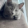 animal, cat, close_up, cozy, curtain, cute, ears, face, feline, fur, gray_cat, indoor, paw, pet, relaxed, resting, sleepy, soft_texture, whiskers, window_light