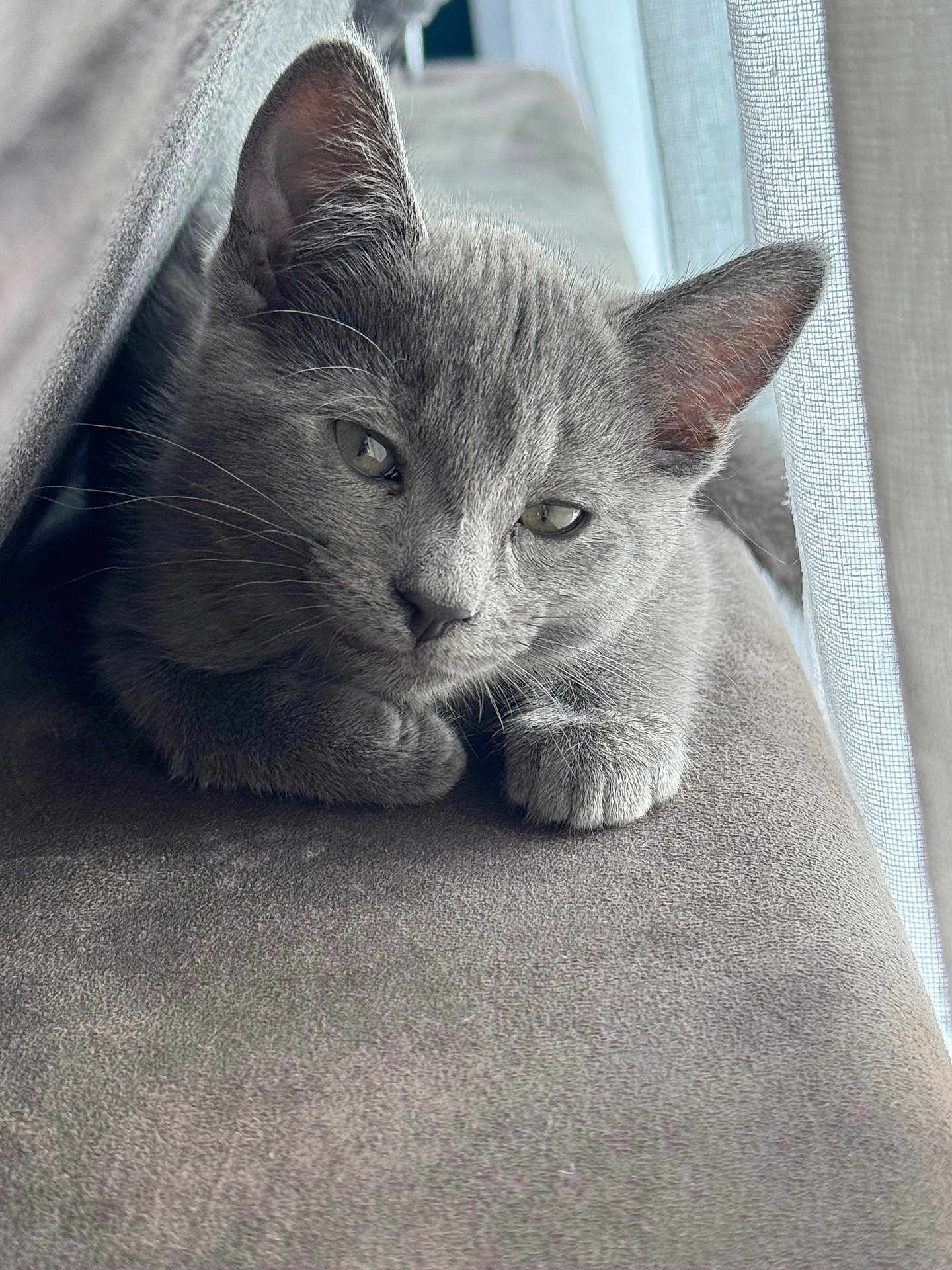 Nala