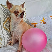 Ruby a rejoint le concours — aidez-le/la à gagner de superbes lots ! dog, chihuahua, balloon, pink_balloon, blanket, pillow, patterned_pillow, white_blanket, small_dog, pet, indoor, cute, alert, ears_up, looking_away, cozy, home, decor, animal, companion