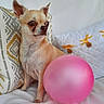 dog, chihuahua, balloon, pink_balloon, blanket, pillow, patterned_pillow, white_blanket, small_dog, pet, indoor, cute, alert, ears_up, looking_away, cozy, home, decor, animal, companion