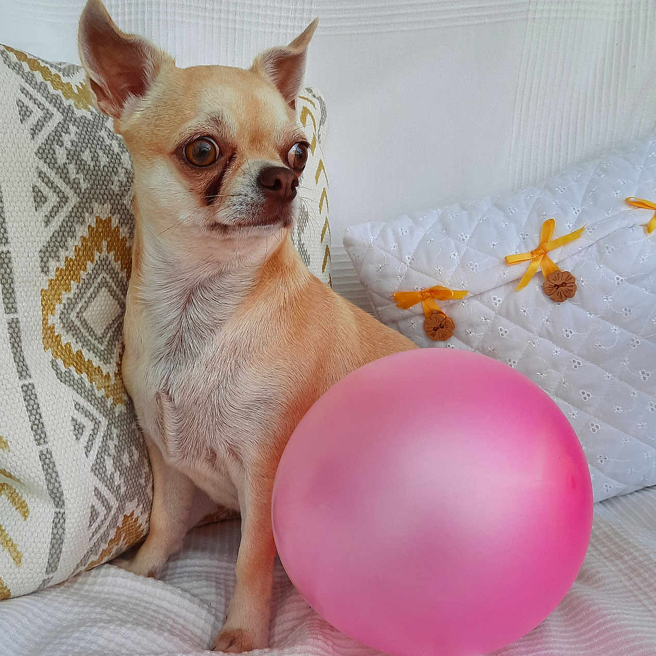 Ruby a rejoint le concours — aidez-le/la à gagner de superbes lots ! dog, chihuahua, balloon, pink_balloon, blanket, pillow, patterned_pillow, white_blanket, small_dog, pet, indoor, cute, alert, ears_up, looking_away, cozy, home, decor, animal, companion
