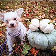 Pebbles joined the competition — help win amazing prizes! dog, puppy, white_dog, small_dog, curly_fur, floppy_ears, collar, leash, sitting, outdoor, autumn, fall, pumpkins, gourds, fallen_leaves, grass, garden, pet, animal_portrait, harvest