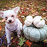 dog, puppy, white_dog, small_dog, curly_fur, floppy_ears, collar, leash, sitting, outdoor, autumn, fall, pumpkins, gourds, fallen_leaves, grass, garden, pet, animal_portrait, harvest