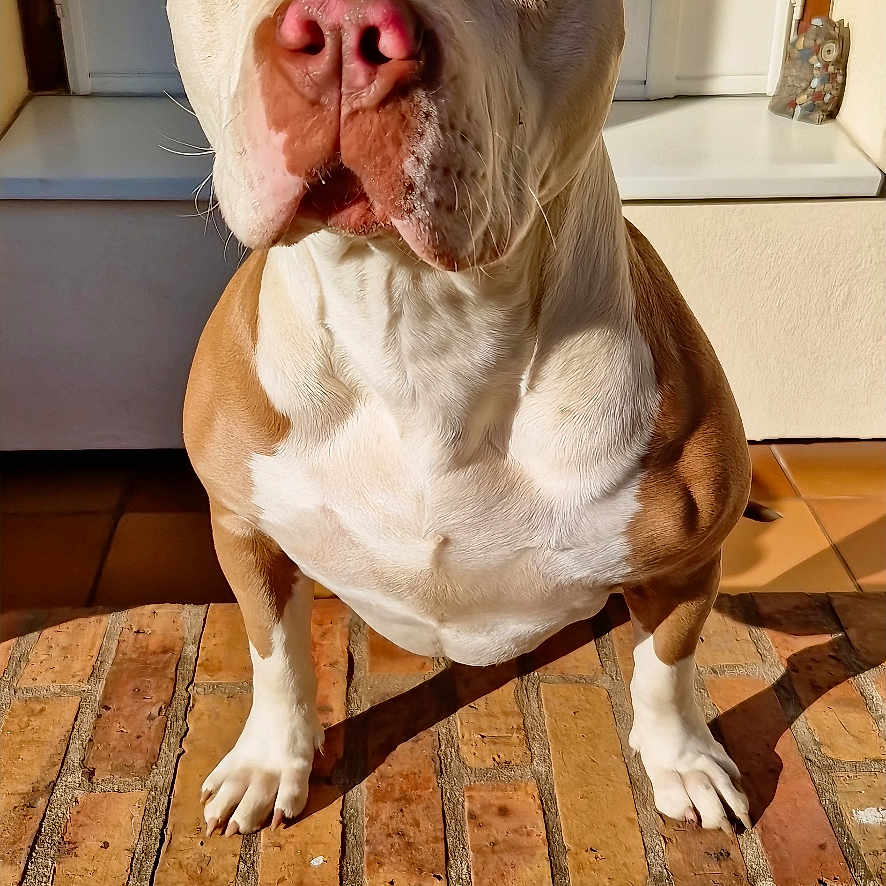 Tchipy a rejoint le concours — aidez-le/la à gagner de superbes lots ! animal, architecture, boxer, brick, bulldog, canine, dog, frenchbulldog, hardwood, hound, indoors, interiordesign, labradorretriever, pet, pitbull, plywood, pointer, puppy, snout, wood