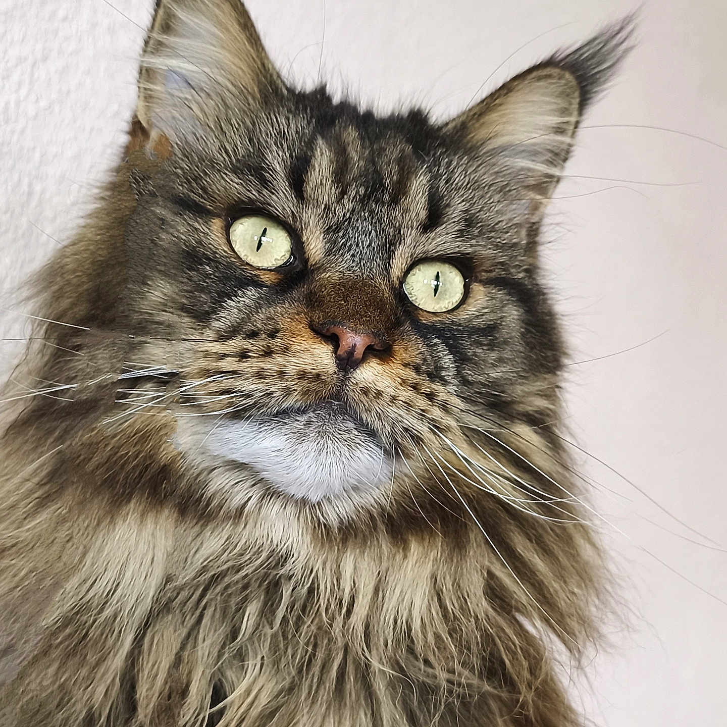 Rym participe au concours pour gagner de l'argent avec cette photo : animal, cat, closeup, cute, domestic_cat, ears, face, feline, fluffy, fur, green_eyes, indoor, long_hair, looking, muzzle, nose, pet, portrait, tabby, whiskers