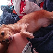 Layla Lozano is registered to the contest to win money with this photo: dog, pet, blanket, towel, fur, paw, floor, hand, person, cozy, indoor, comfort, resting, cute, small_dog, lying_down, expression, home, soft, relaxation