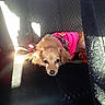 Layla Lozano joined the competition — help win amazing prizes! dog, pet, car_seat, sunlight, shadow, pink_clothing, leash, small_dog, canine, fur, ears, seat, interior, vehicle, resting, looking_up, domestic_animal, companion, cute, bright