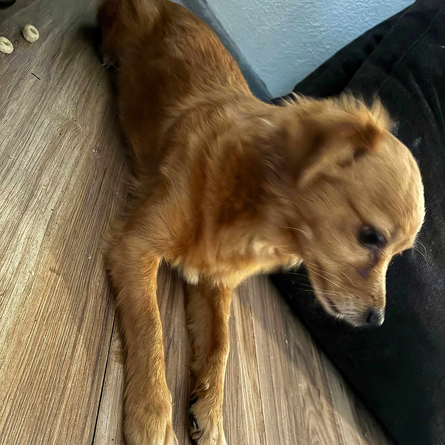 Layla Lozano is registered to the contest to win money with this photo: dog, brown_dog, small_dog, wooden_floor, indoor, pet, fur, animal, canine, relaxed, laying_down, side_view, black_furniture, floor, domestic_animal, companion, cute, house, home, resting