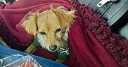 Layla Lozano joined the competition — help win amazing prizes! dog, blanket, car_seat, seatbelt, plastic_bag, snacks, small_dog, fur, brown_dog, relaxed, cozy, indoor, pet, animal, car_interior, seat, clothing, maroon_blanket, closeup, companion