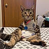 cat, tabby_cat, pet, animal, sitting, bed, bedroom, indoors, collar, tag, harness, clothing, costume, striped_fur, whiskers, ears, long_tail, dreamcatcher, wooden_door, patterned_bedding