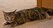 Cleo is registered to the contest to win money with this photo: cat, tabby, pet, animal, feline, striped_fur, lying_down, carpet, indoor, home, wooden_furniture, collar, paws, tail, ears, whiskers, eyes, portrait, cozy, alert