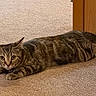 cat, tabby, pet, animal, feline, striped_fur, lying_down, carpet, indoor, home, wooden_furniture, collar, paws, tail, ears, whiskers, eyes, portrait, cozy, alert