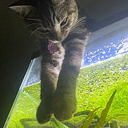 Cleo is registered to the contest to win money with this photo: cat, tabby_cat, pet, animal, aquarium, fish, aquatic_plants, underwater, glass, indoor, curious, looking_down, whiskers, ears, collar, climbing, portrait, close_up, greenery, colorful