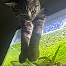 cat, tabby_cat, pet, animal, aquarium, fish, aquatic_plants, underwater, glass, indoor, curious, looking_down, whiskers, ears, collar, climbing, portrait, close_up, greenery, colorful