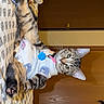 cat, tabby, pet, animal, feline, kitten, upside_down, hammock, harness, collar, blue_tag, striped_fur, green_eyes, whiskers, paws, indoor, wooden_background, patterned_fabric, portrait, funny_pose