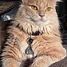 cat, ginger_cat, fluffy, longhaired, pet, feline, golden_eyes, whiskers, ears, collar, name_tag, portrait, close_up, indoors, sitting, carpet, fur, cream_colored, alert, domestic_animal