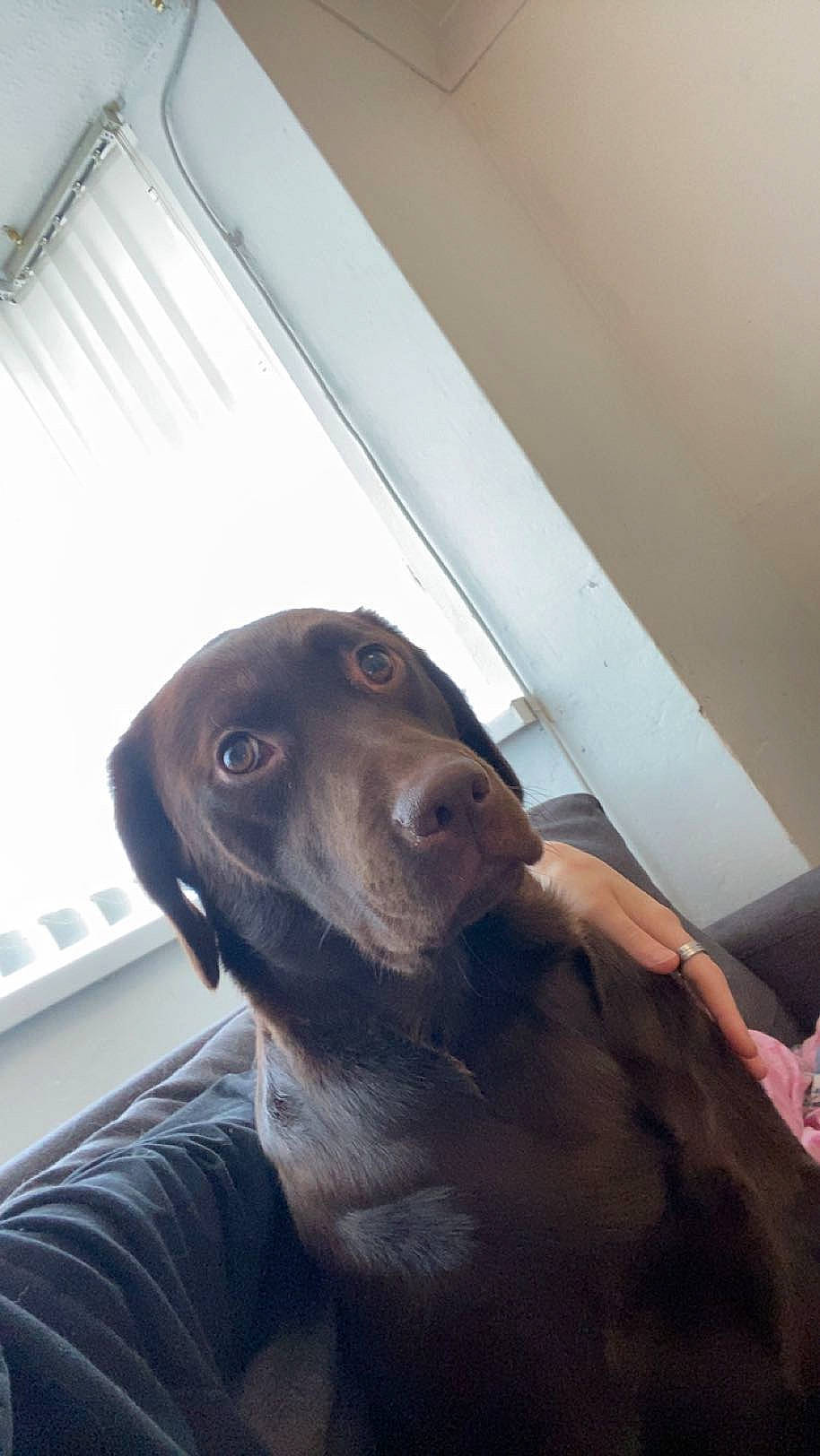 Chunks is registered to the contest to win money with this photo: borador, canidae, carnivore, ceiling, comfort, companion_dog, curtain, dog, dog_breed, fawn, fur, guard_dog, liver, non_sporting_group, snout, sporting_group, whiskers, window, wood, working_animal