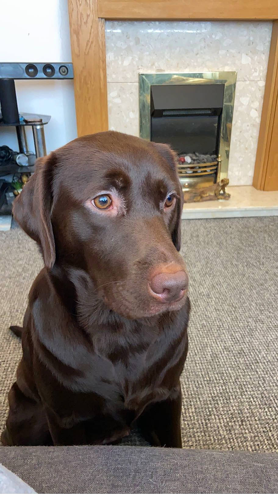 Chunks is registered to the contest to win money with this photo: borador, canidae, carnivore, companion_dog, dog, dog_breed, fawn, flooring, fur, gun_dog, hardwood, labrador_retriever, liver, retriever, shelf, snout, sporting_group, whiskers, wood, working_animal