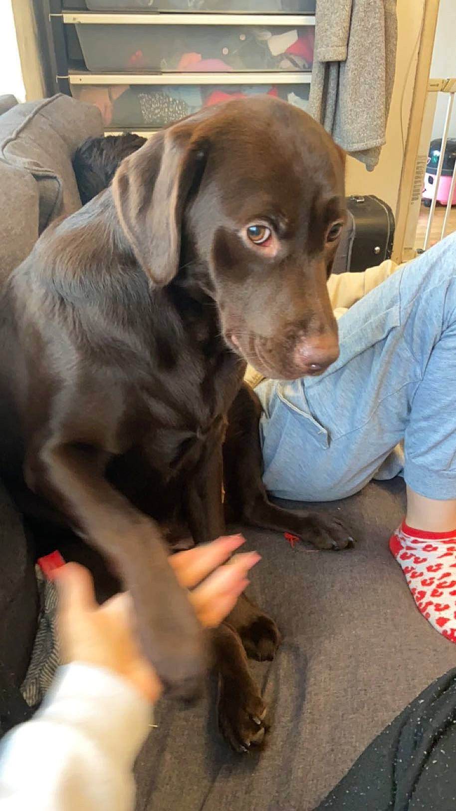 Chunks joined the competition — help win amazing prizes! borador, cabinetry, canidae, carnivore, chest_of_drawers, collar, companion_dog, dog, dog_breed, dog_collar, fawn, fur, gun_dog, liver, pointing_breed, shelf, snout, sporting_group, whiskers, working_animal