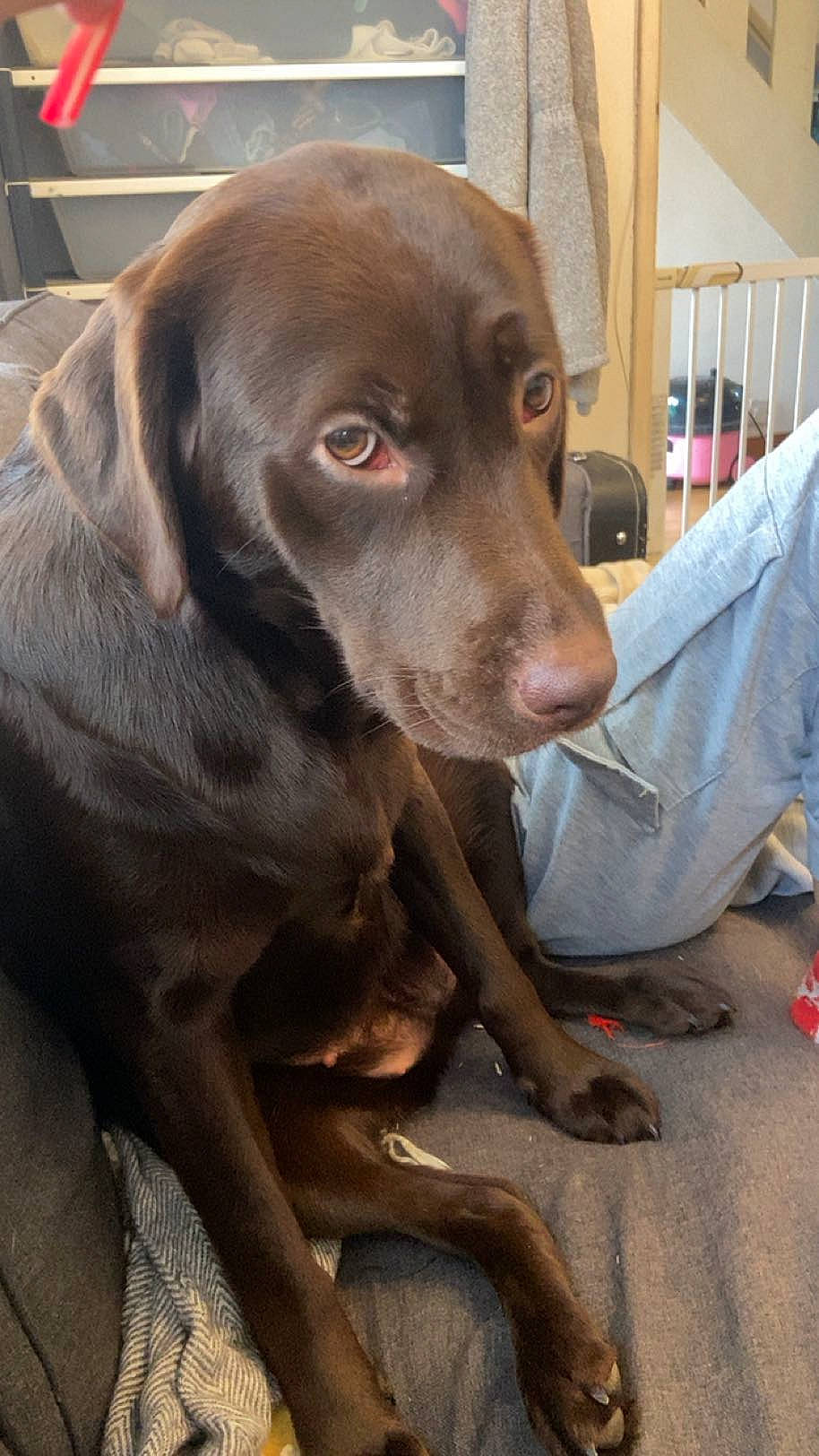 Chunks joined the competition — help win amazing prizes! borador, canidae, carnivore, companion_dog, dog, dog_breed, dog_collar, fawn, fur, gun_dog, hunting_dog, liver, snout, sporting_group, whiskers, working_animal