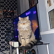 Henry joined the competition — help win amazing prizes! animal, cat, christmas_tree, decorations, electronics, flash, fluffy_cat, furniture, glass_table, home, indoor, living_room, pet, reflection, roku, screen, tabby_cat, tv, wallpaper, window