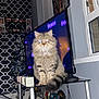 animal, cat, christmas_tree, decorations, electronics, flash, fluffy_cat, furniture, glass_table, home, indoor, living_room, pet, reflection, roku, screen, tabby_cat, tv, wallpaper, window