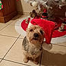 brown_fur, christmas_tree, cozy, cute, decoration, dog, festive, holiday, indoor, looking_up, ornament, paws, pet, portrait, red_hat, santa_hat, scruffy_fur, terrier, tile_floor, tree_skirt