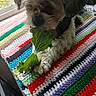 dog, leafy_vegetable, crocheted_blanket, colorful, window, indoor, pet, fur, purple_harness, paw, table, plant_outside, cozy, animal, snack, curly_fur, relaxed, daylight, texture, close_up