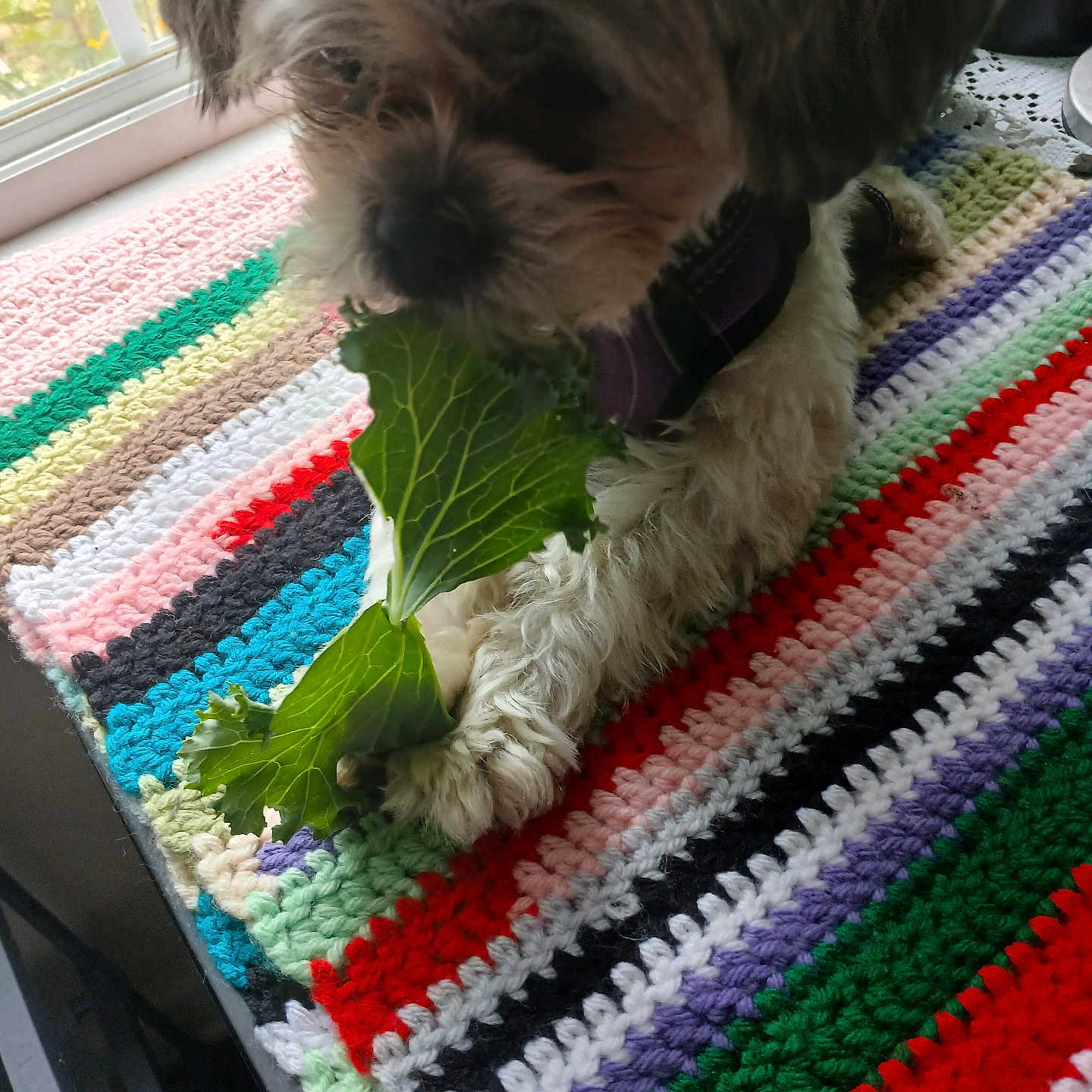 Sophie