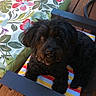 animal, black_dog, chair, companion, cozy, cute, dog, domestic_animal, flower_pattern, fluffy, fur, looking_up, outdoor, pet, pillow, portrait, relaxed, sitting, striped_cushion, wooden_deck