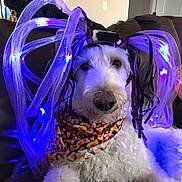 Jake is registered to the contest to win money with this photo: dog, pet, indoor, couch, bandana, light, glowing, purple, fur, curly_fur, costume, decorative, relaxing, animal, companion, home, canine, portrait, face, pajamas