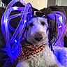 dog, pet, indoor, couch, bandana, light, glowing, purple, fur, curly_fur, costume, decorative, relaxing, animal, companion, home, canine, portrait, face, pajamas