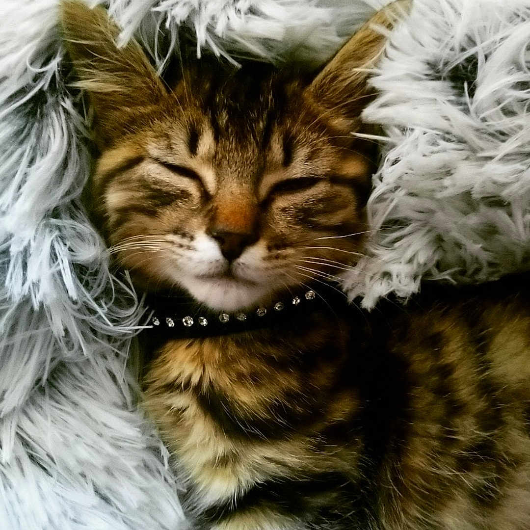 Poupousse participe au concours pour gagner de l'argent avec cette photo : adorable, animal, cat, close_up, collar, comfort, cozy, cute, ears, fluffy_blanket, fur, indoor, kitten, mammal, nap, pet, resting, sleeping, tabby, whiskers